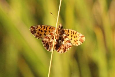 Boloria dia