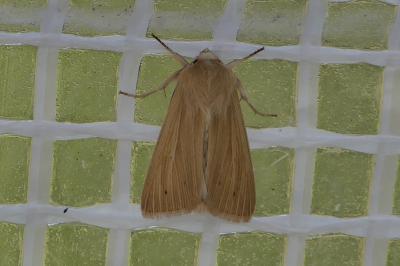 <i>Mythimna</i>