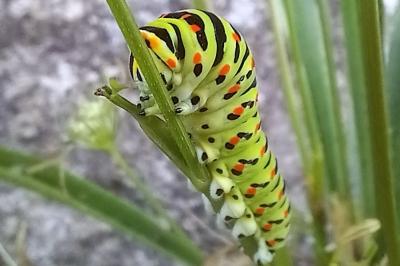 Machaon 
