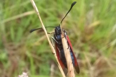 <i>Zygaena</i>