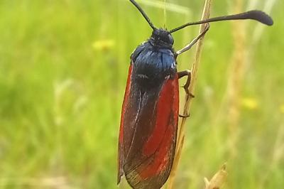 <i>Zygaena</i>