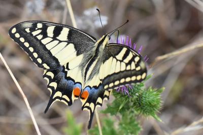 Machaon 
