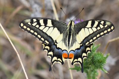 Machaon 