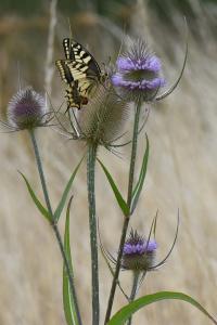 Machaon 
