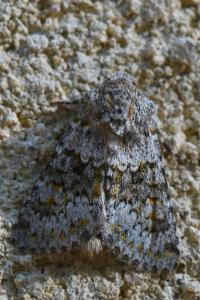 Noctuelle dysodée 