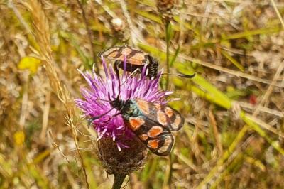 Zygène du Sainfoin 