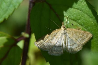<i>Psammotis pulveralis</i>