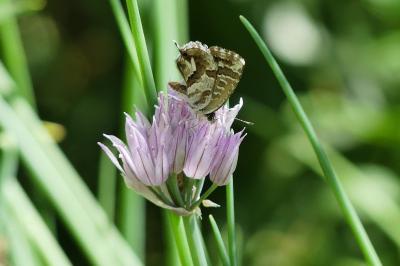 Brun du pélargonium 