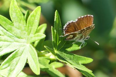 Brun du pélargonium 