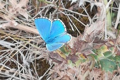 Azuré bleu-céleste 
