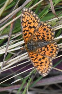 Petite Violette 