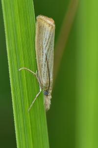 <i>Agriphila straminella</i>
