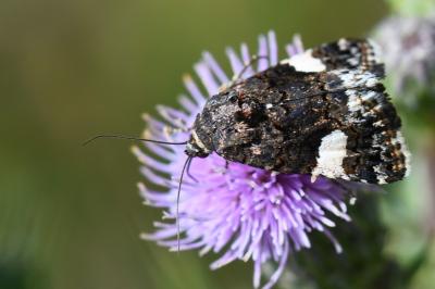 Noctuelle en deuil 