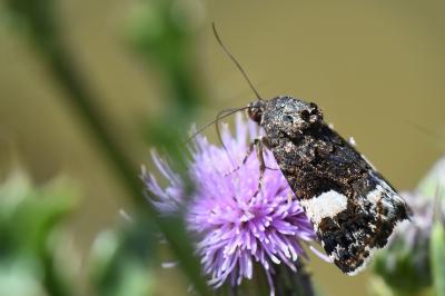 Noctuelle en deuil 