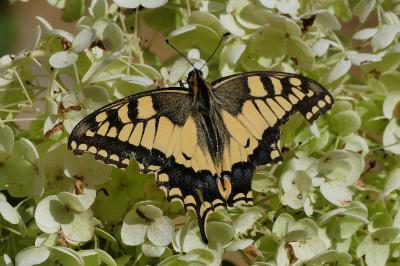 Machaon 