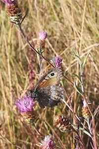 Mercure 