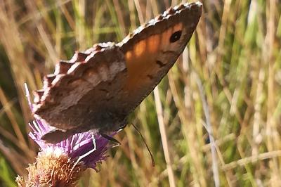 Mercure 