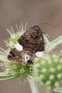 Noctuelle en deuil 