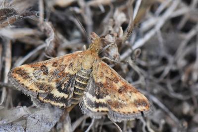<i>Pyrausta despicata</i>