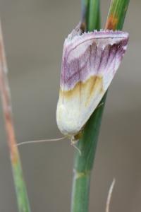 Noctuelle purpurine 