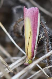 <i>Oncocera semirubella</i>