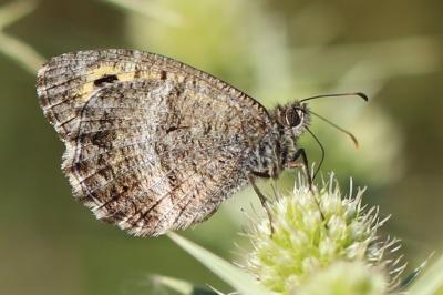 <i>Arethusana arethusa ganda</i>