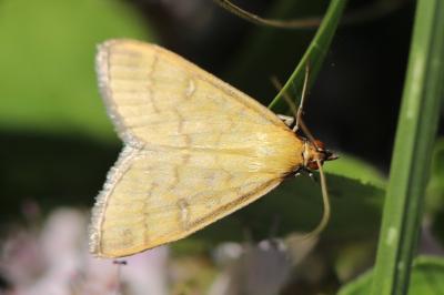 <i>Mecyna flavalis</i>