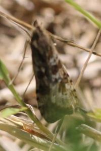 <i>Nomophila noctuella</i>