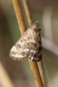 <i>Pyrausta despicata</i>