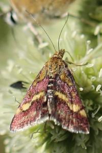 <i>Pyrausta ostrinalis</i>