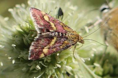 <i>Pyrausta ostrinalis</i>