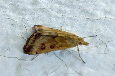 <i>Pyrausta despicata</i>