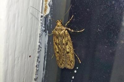 <i>Hofmannophila pseudospretella</i>