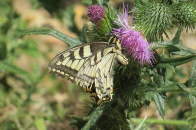 Machaon 