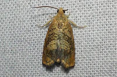 <i>Cydia amplana</i>