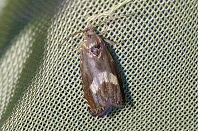 <i>Dichrorampha petiverella</i>