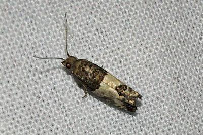 <i>Spilonota ocellana</i>