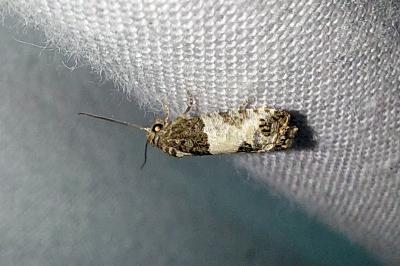 <i>Spilonota ocellana</i>
