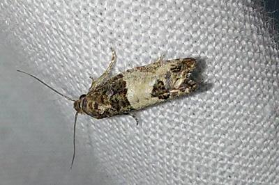 <i>Spilonota ocellana</i>