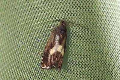 <i>Dichrorampha petiverella</i>