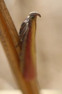 <i>Oncocera semirubella</i>