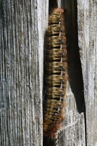 Bombyx de la Ronce 