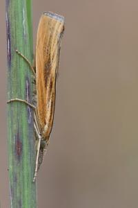 <i>Agriphila tristella</i>