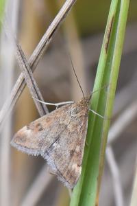 <i>Pyrausta despicata</i>