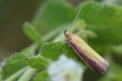 <i>Oncocera semirubella</i>