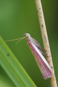 <i>Oncocera semirubella</i>
