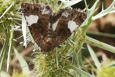 Noctuelle en deuil 