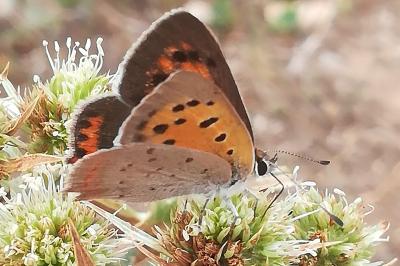 Lycaena phlaeas