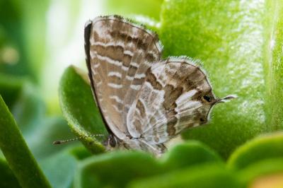 Cacyreus marshalli