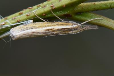 <i>Agriphila tristella</i>